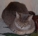 Lince the cat