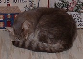 Lince the cat